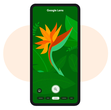 Use lens to identify plants and nature around you.